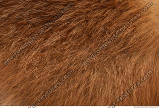 Photo Textures of Animal Skin 